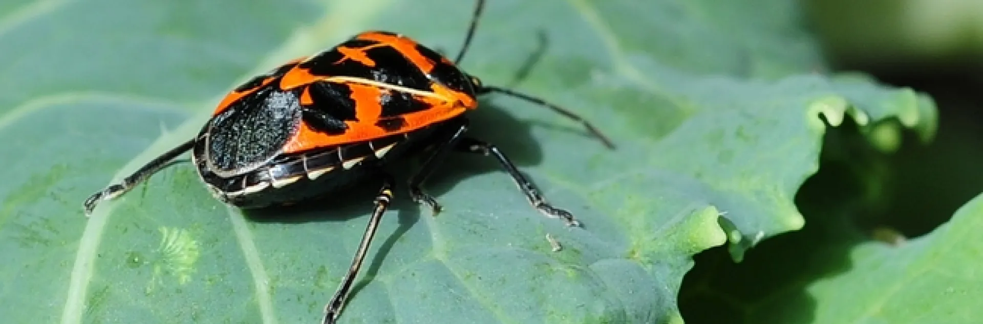 Just in time for Halloween! The orange and black Harlequin beetles will be displayed at the Bohart Museum of Entomology open house on Oct. 19. (Photo by Kathy Keatley Garvey)