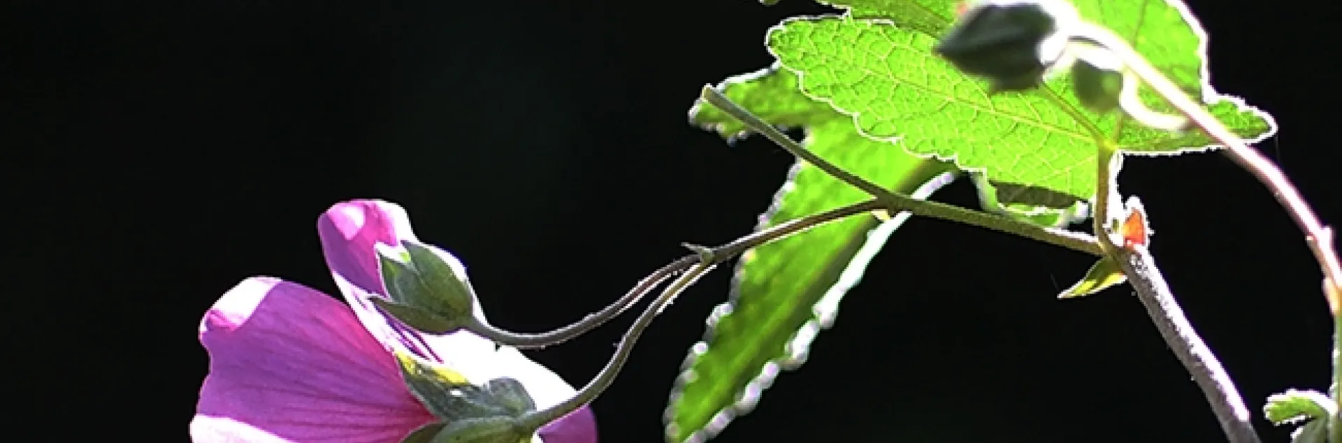 What's in store for this honey bee? It is heading for an Anisodontea sp.'Strybing Beauty.' Image taken in pollinator garden in Vacaville, Calif. (Photo by Kathy Keatley Garvey)