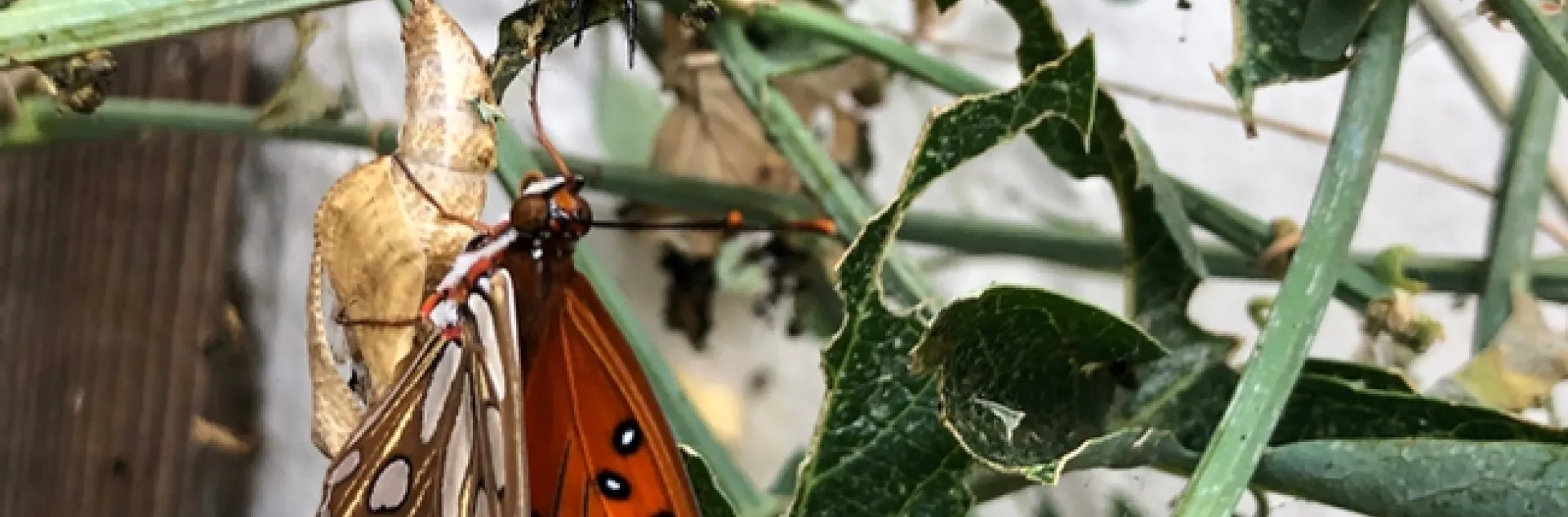 A newly eclosed Gulf Fritillary dries its wings while a caterpillar crawls around looking for food. (Photo by Kathy Keatley Garvey)