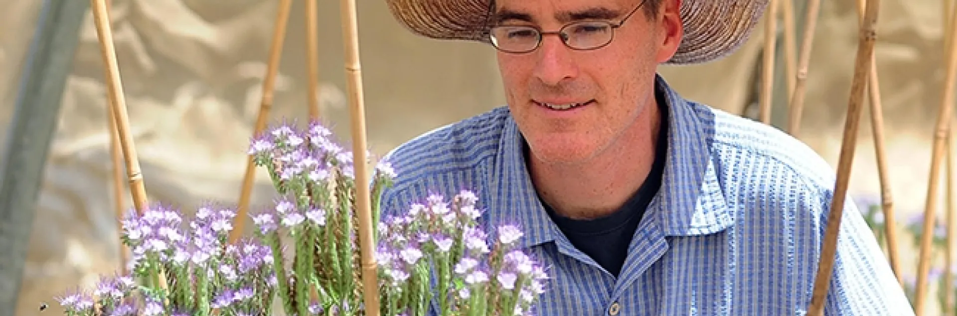 Pollination ecologist Neal Williams, shown here working with blue orchard bees on Phacelia, is a newly inducted Fellow of the California Academy of Sciences. (Photo by Kathy Keatley Garvey)