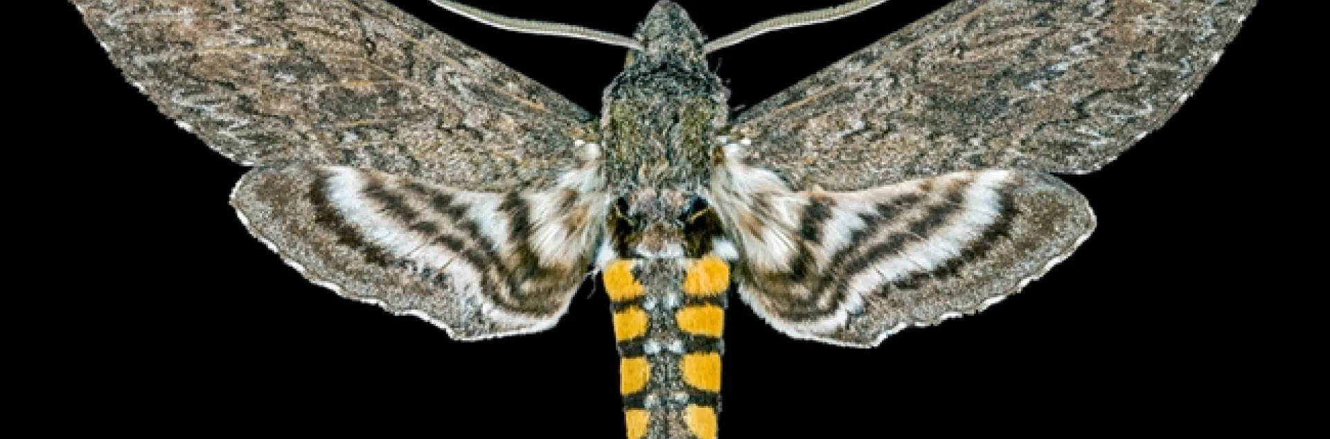Male Manduca sexta. (Image by Didier Descouens, courtesy of Wikipedia, https://commons.wikimedia.org/w/index.php?curid=55297375)