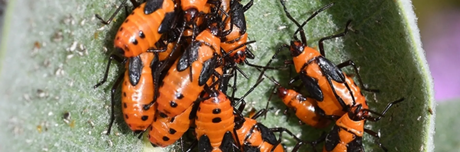 bugsquadnewDSC 0074 copy