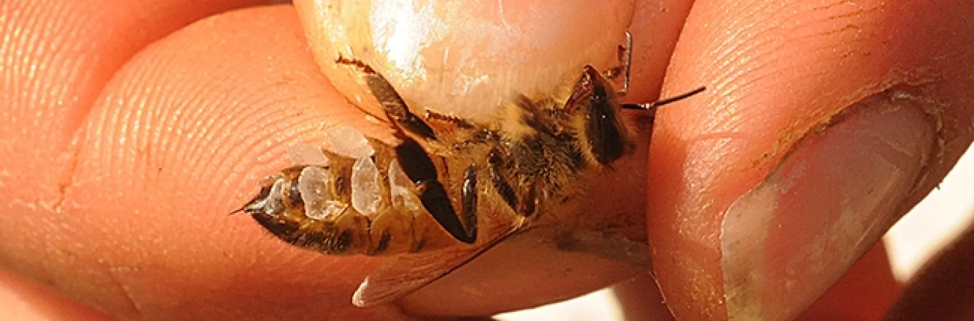 A worker bee with eight wax-producing glands in the abdominal segments. (Photo by Kathy Keatley Garvey)