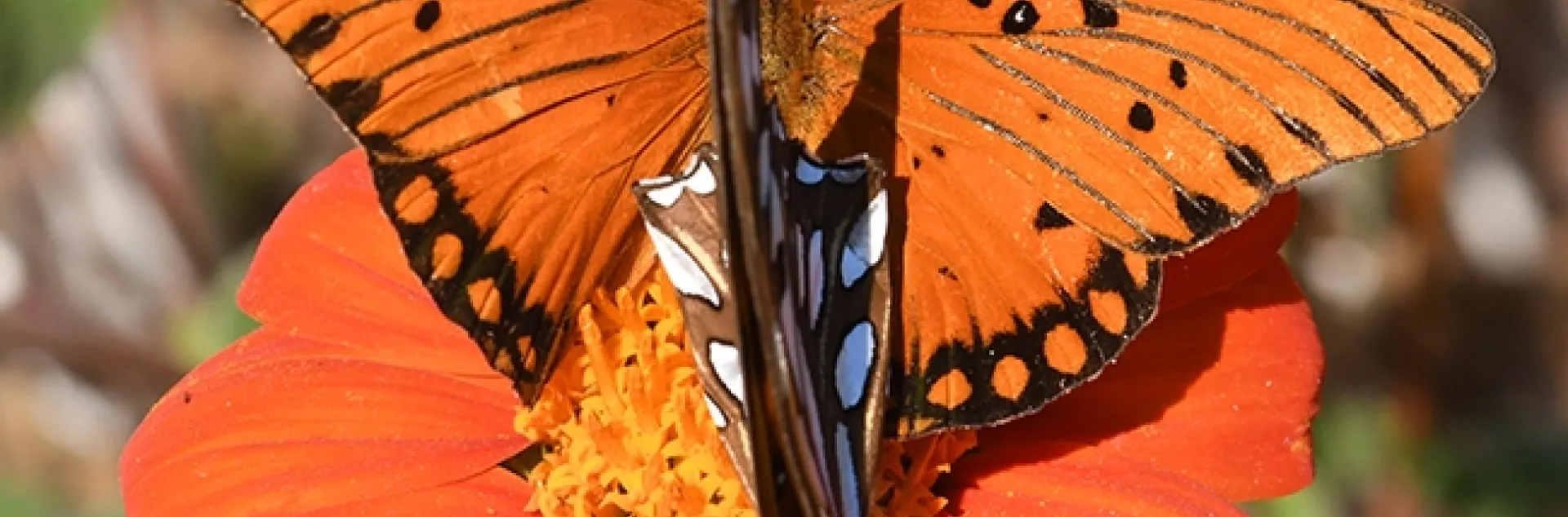 Two Gulf Fritillaries meet on a Mexican sunflower, Tithonia rotundifolia. (Photo by Kathy Keatley Garvey)