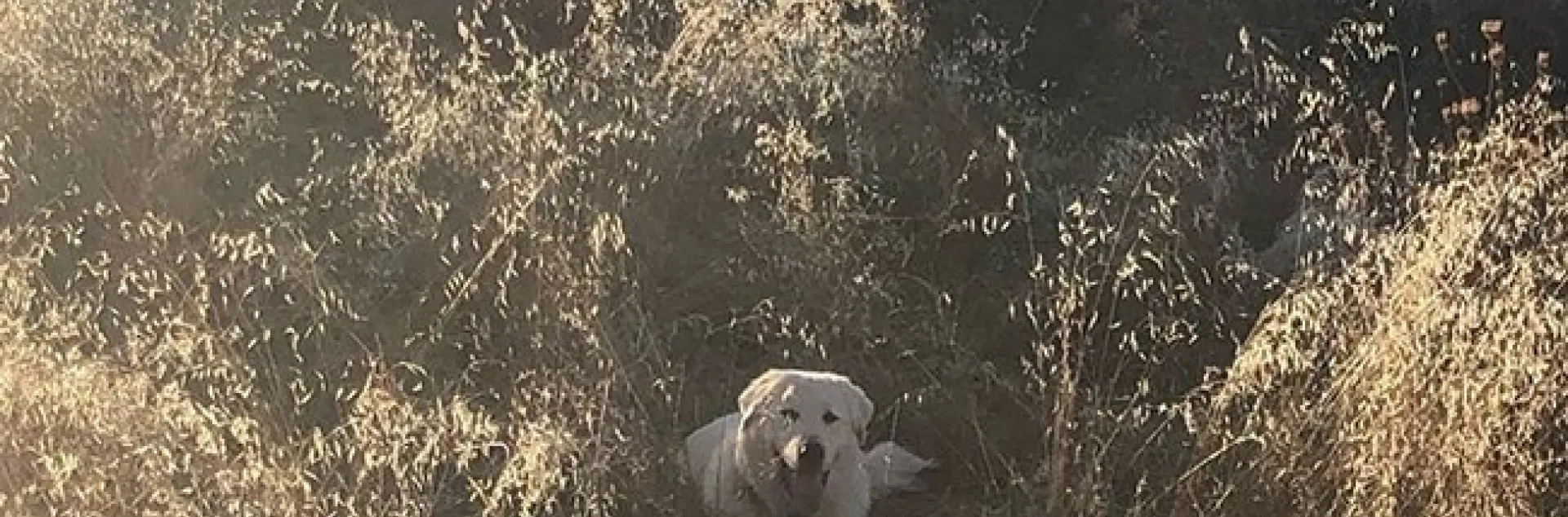 Dan Macon uses Instagram to tell people about his livestock guardian dog research.
