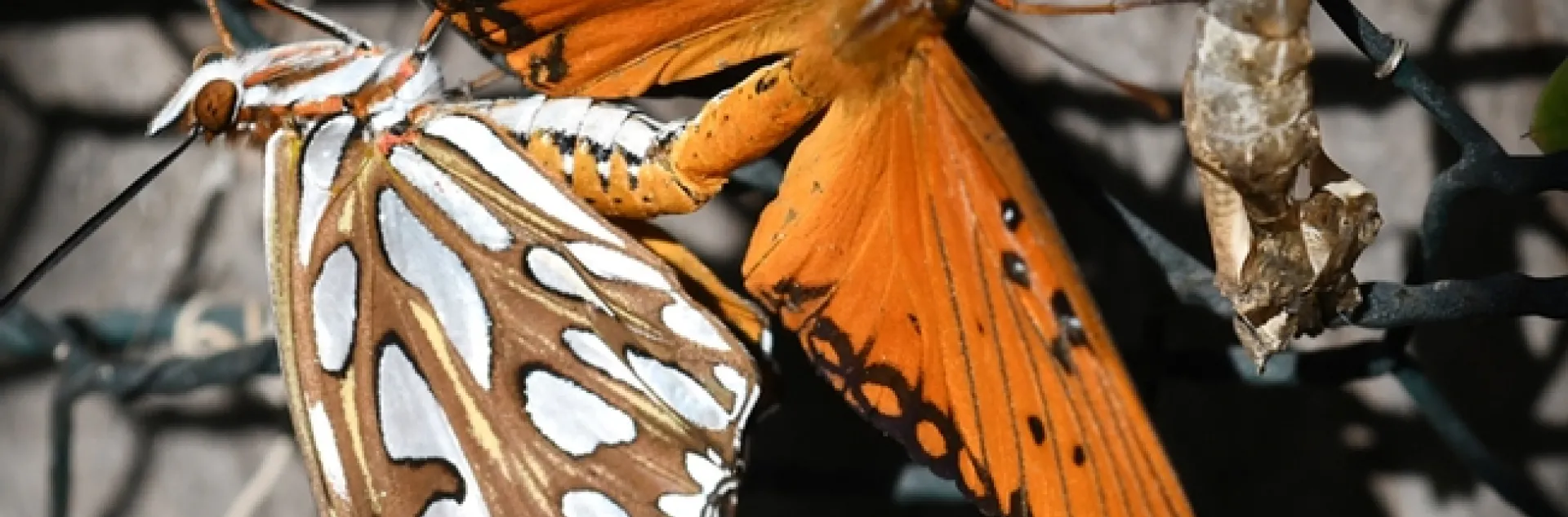 Gulf Fritillaries (Agraulis vanillae) are keeping busy on a Vacaville (Calif.) passionflower vine. (Photo by Kathy Keatley Garvey)