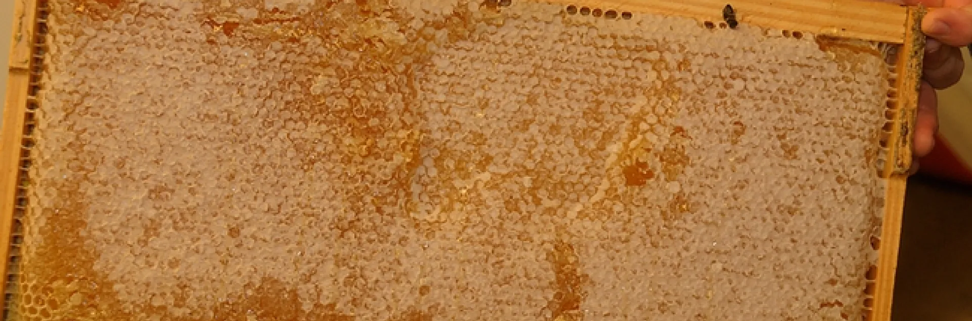 Honey doesn't come from a jar you buy in a store; it comes from a frame. (Photo by Kathy Keatley Garvey)