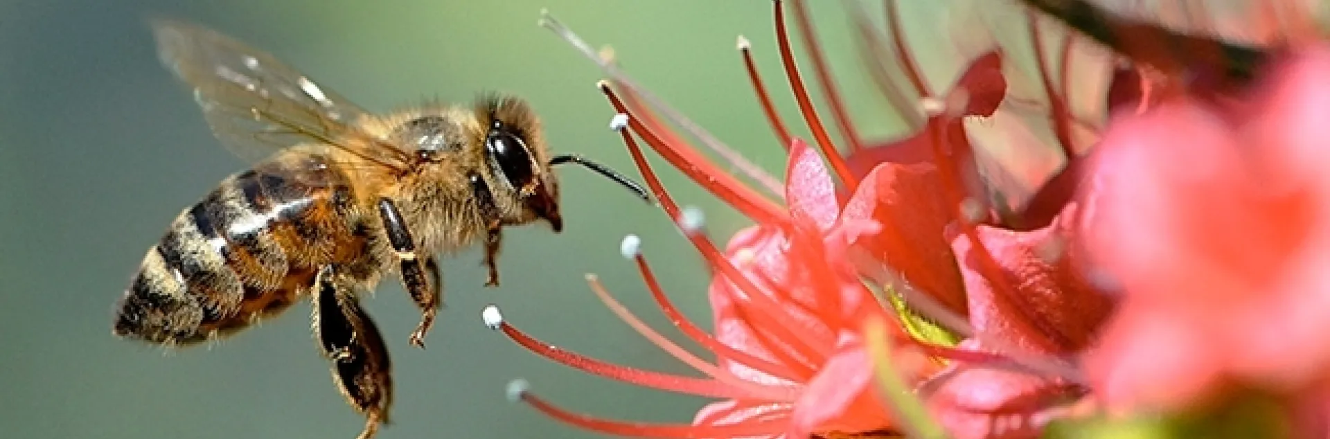 A honey bee heads for a tower of jewels, Echium wildpretii, in a pollinator garden in Vacaville, Calif. (Photo by Kathy Keatley Garvey)