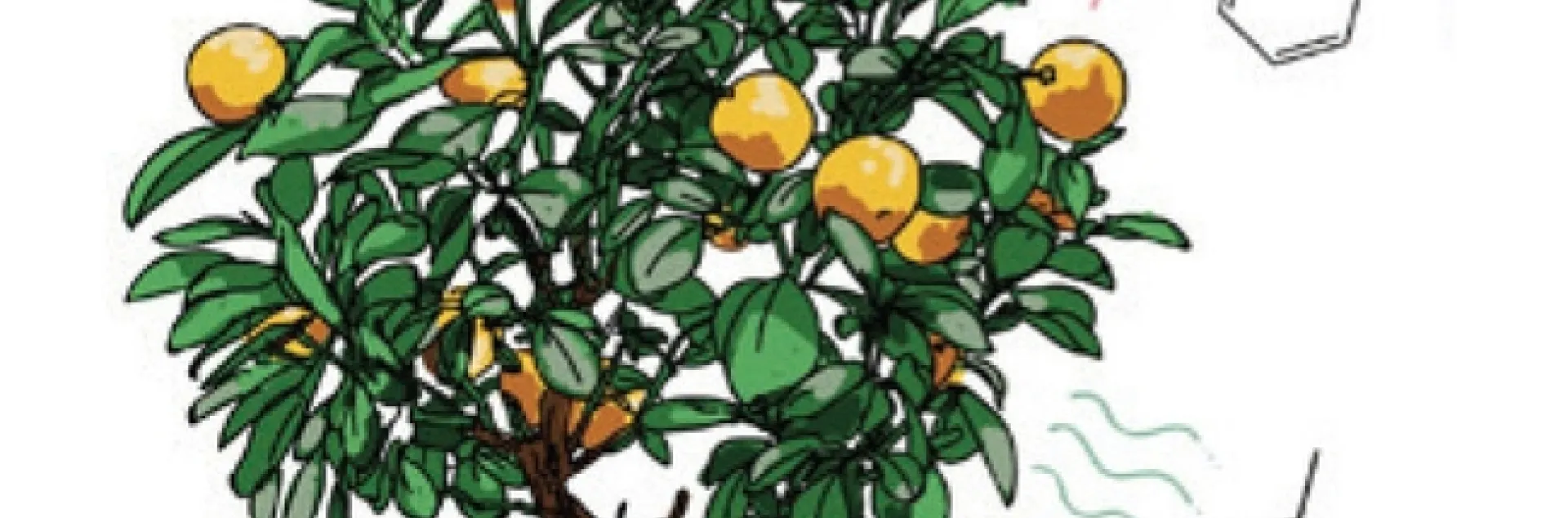 Image of citrus tree