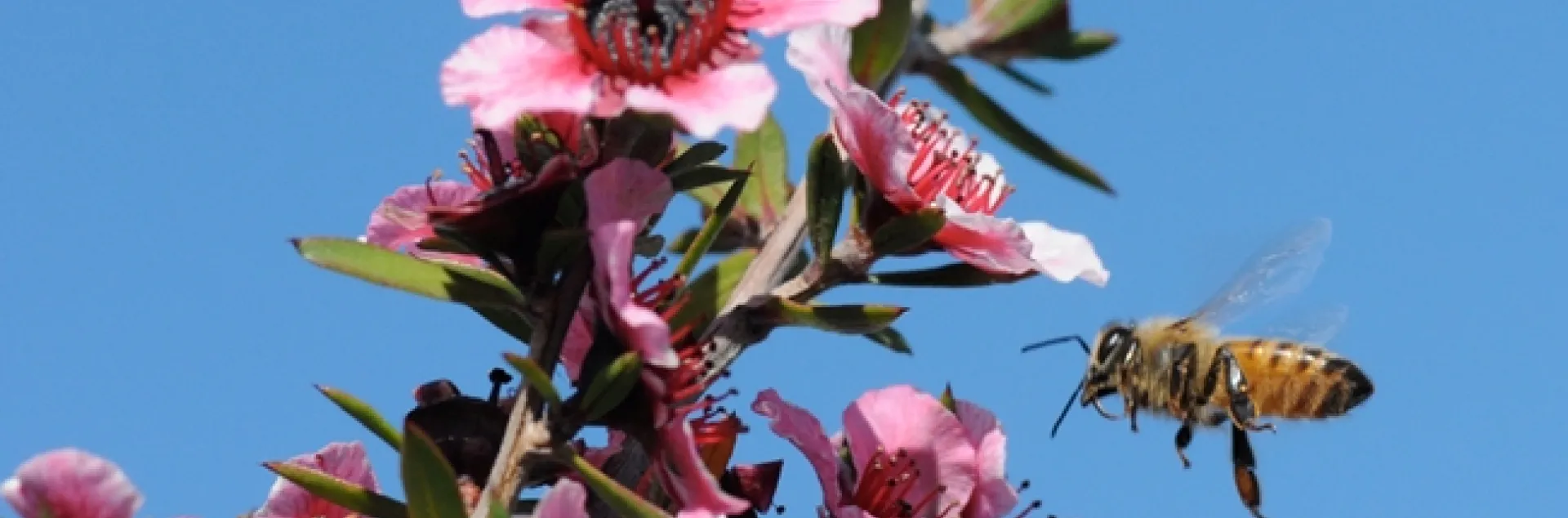 A honey bee heads for a Leptospermum scoparium keatleyi, a plant also known as "the New Zealand tea tree" or bush. Manuka honey is from Leptospermum scoparium. (Photo by Kathy Keatley Garvey)