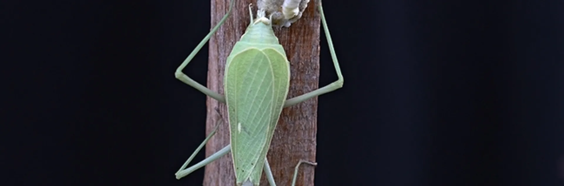 A praying mantis depositing an egg mass, ootheca. (Photo by Kathy Keatley Garvey)