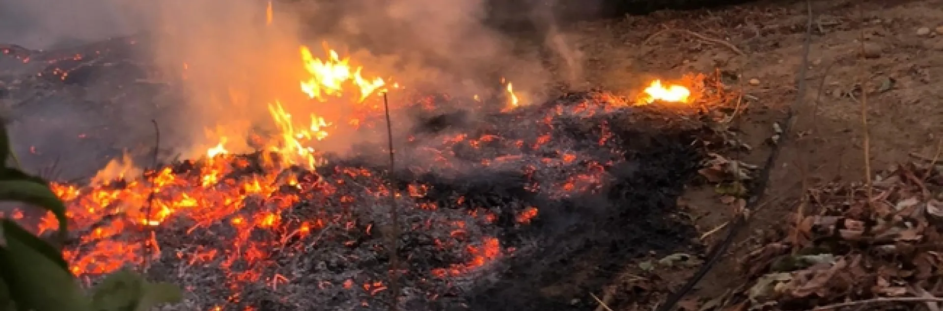 slow burn through orchard