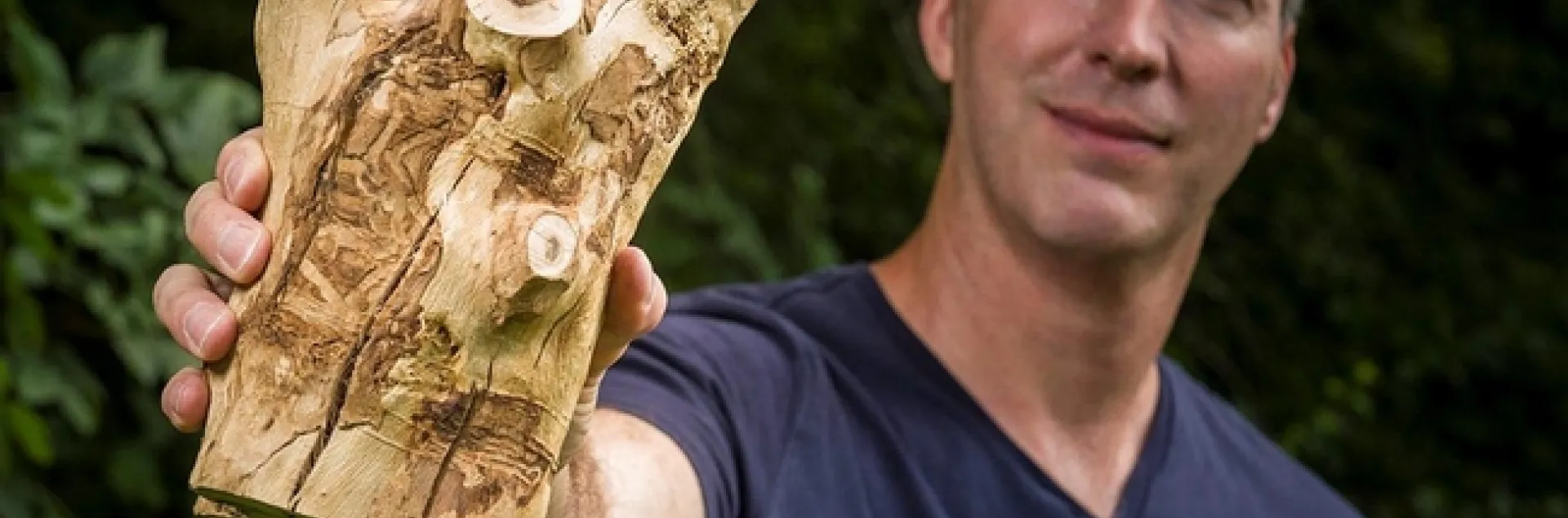 Wright State biology professor Don Cipollini earlier discovered that the emerald green ash borer targets the white fringetree, Chionanthus virginicus, native to the savannas and lowlands of the southeastern United States. Later he and fellow researchers discovered it also infests an olive tree species. (Photo by Chris Snyder)