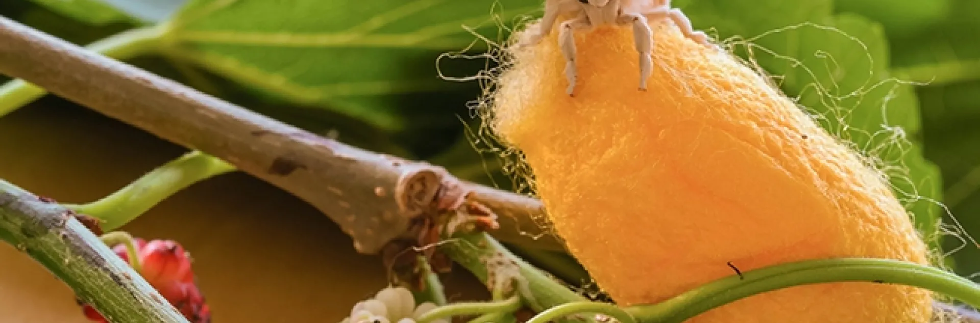 Like to learn how to raise silkworm moths? Silkworm moth expert İsmail Şeker will show his new video about the silkworm moth life cycle at 3 p.m. at the Bohart Museum of Entomology open house. (Photo courtesy of İsmail Şeker)