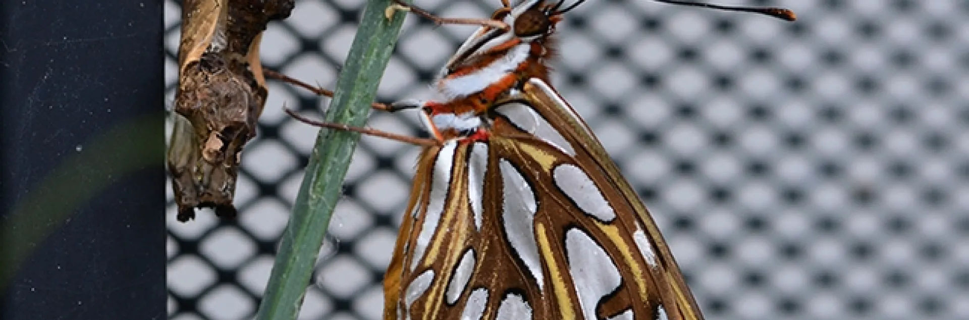 A Gulf Fritillary, Agraulis vanillae, ecloses in Vacaville, Calif., on Nov. 11, Veterans' Day. (Photo by Kathy Keatley Garvey)