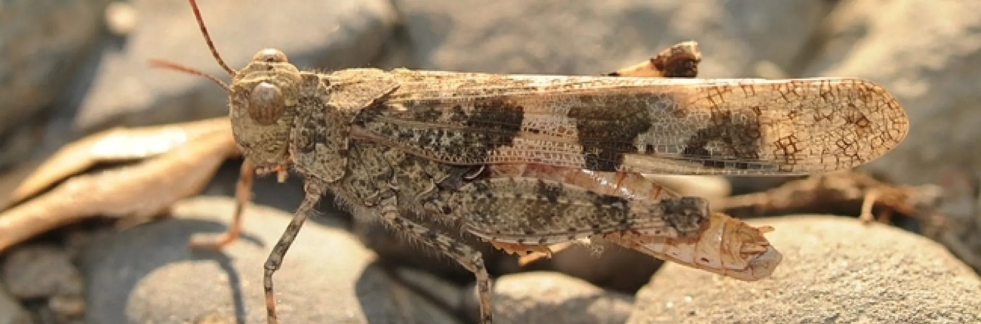One of the articles in the journal deals with "Jumping and Grasping: Universal Locking Mechanism in Insect Legs." This image is a banded-winged grasshopper, family Acrididae. (Photo by Kathy Keatley Garvey)