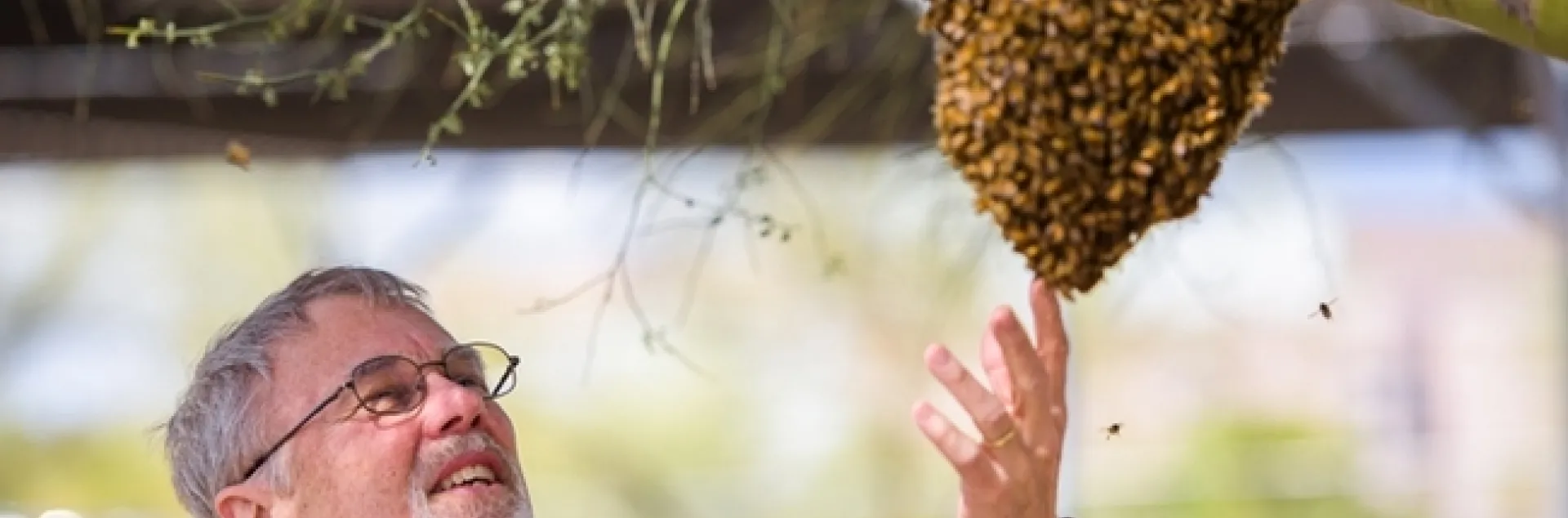 Noted honey bee geneticist checking out a bee swarm at the University of Arizona, Tempe.