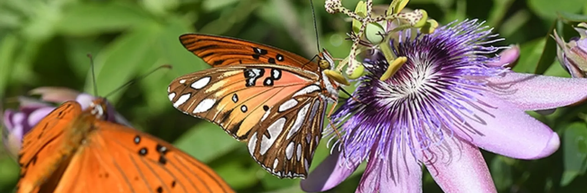 A Gulf Fritillary nectars the blossom of a passionflower vine, its host plant, while another Gulf Frit flutters in. (Photo by Kathy Keatley Garvey)