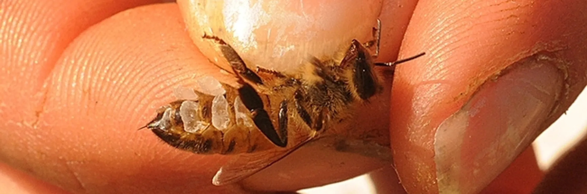 The wax-working glands of a honey bee. (Photo by Kathy Keatley Garvey)
