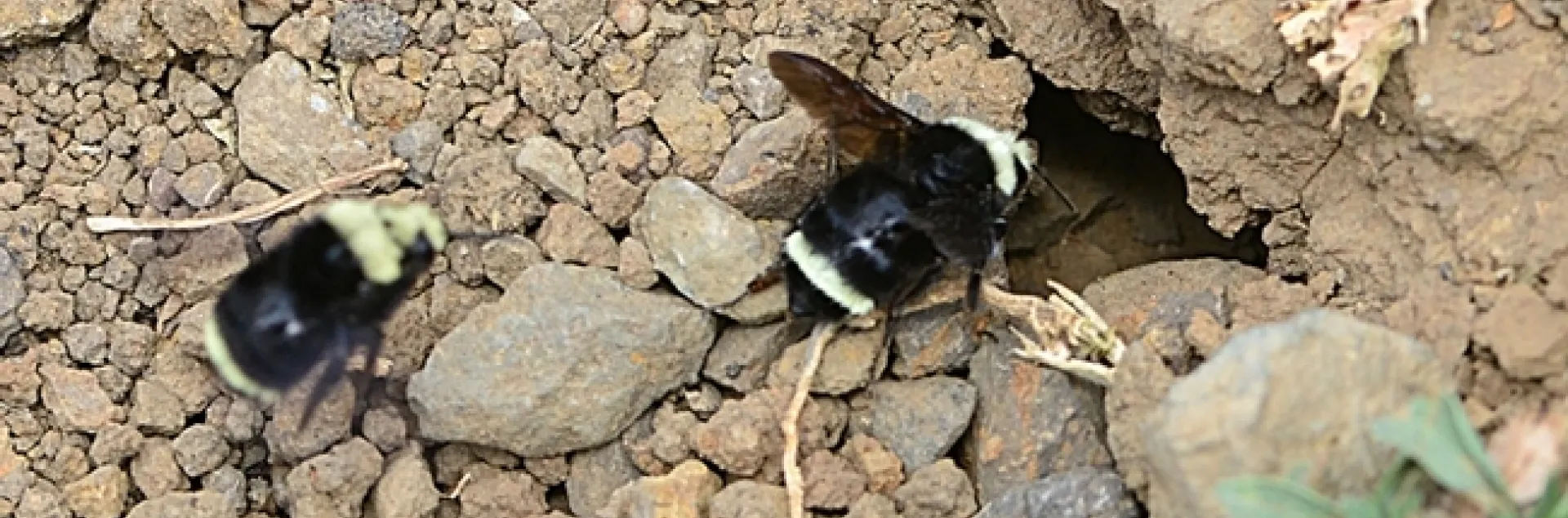 A nest of Bombus vosnesenkii in May 2015 at the Loma Vista Farm, Vallejo. (Photo by Kathy Keatley Garvey)