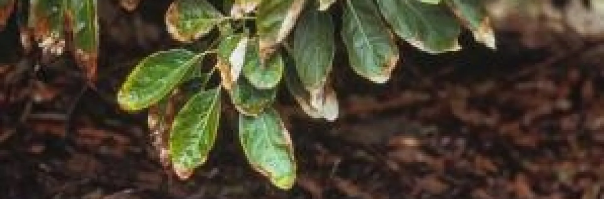 avocado irrigation 2