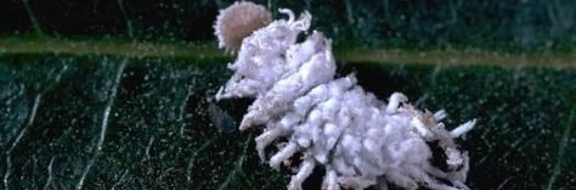 mealybug destroyer