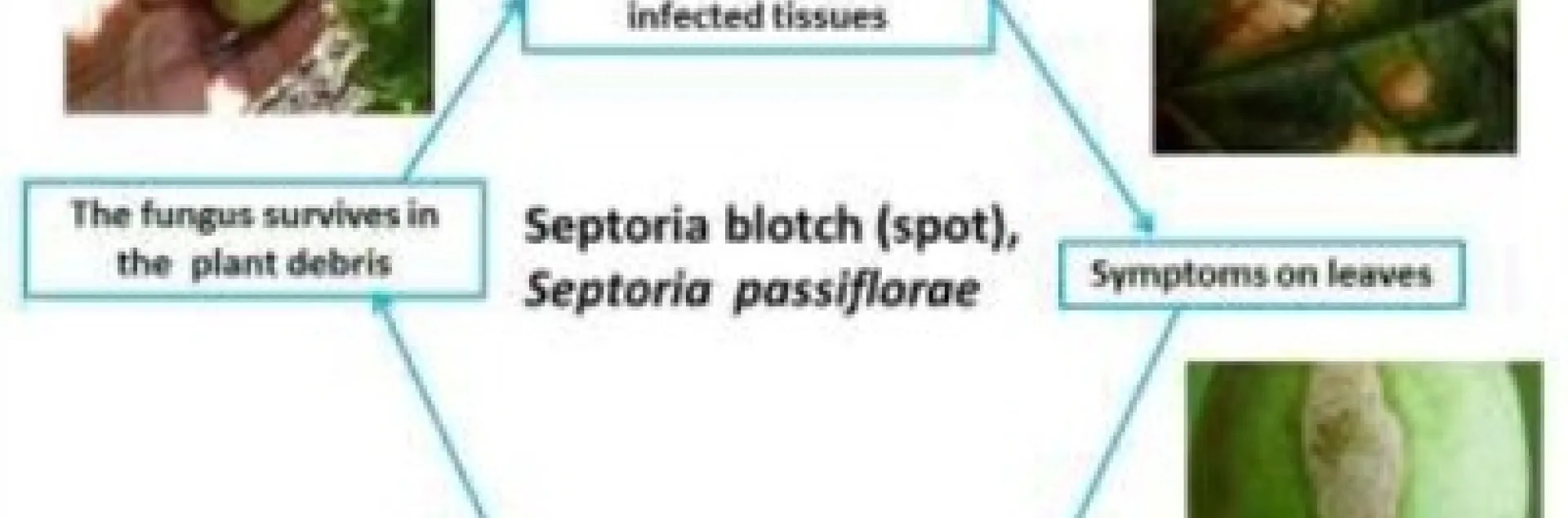 passionfruit septoria disease cycle