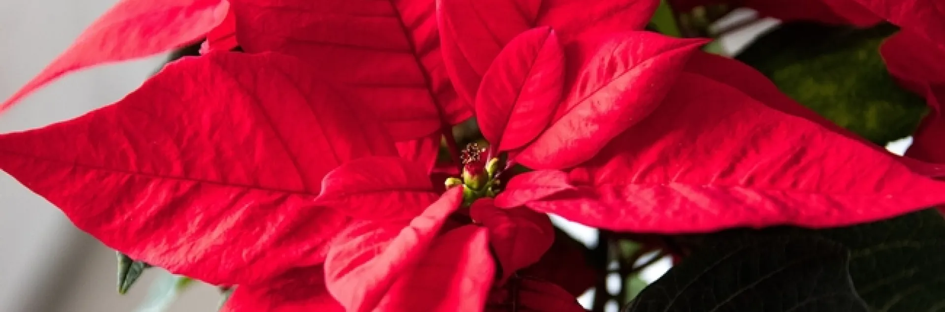 free image on Pixabay-Poinsettia, Plant, Red Flower