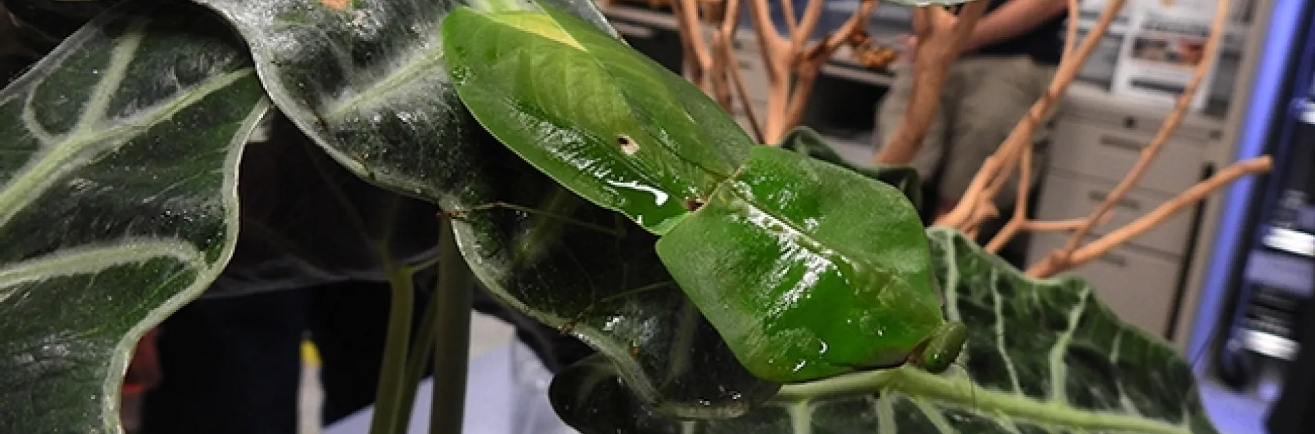 A tropical praying mantis, Choeradodis stalii: camouflaged. Lohit Garikipati displayed five of his female praying mantids. (Photo by Kathy Keatley Garvey)