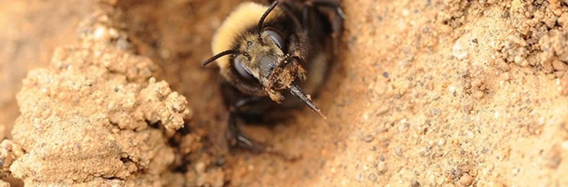 A digger bee, Anthophoroa bomboides, at Bodega Hay, Sonoma County. This is a solitary ground nesting bee, one of the species that collaborators Rachel Vannette, Bryan Danforth, Shawn Steffan, and Quinn McFrederick will study in their grant, "The Brood Cell Microbiome of Solitary Bees: Origin, Diversity, Function, and Vulnerability.” (Photo by Kathy Keatley Garvey)