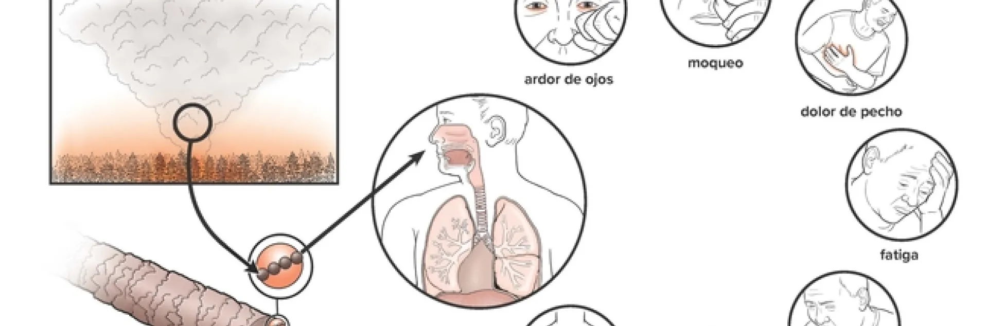 smoke health poster spanish