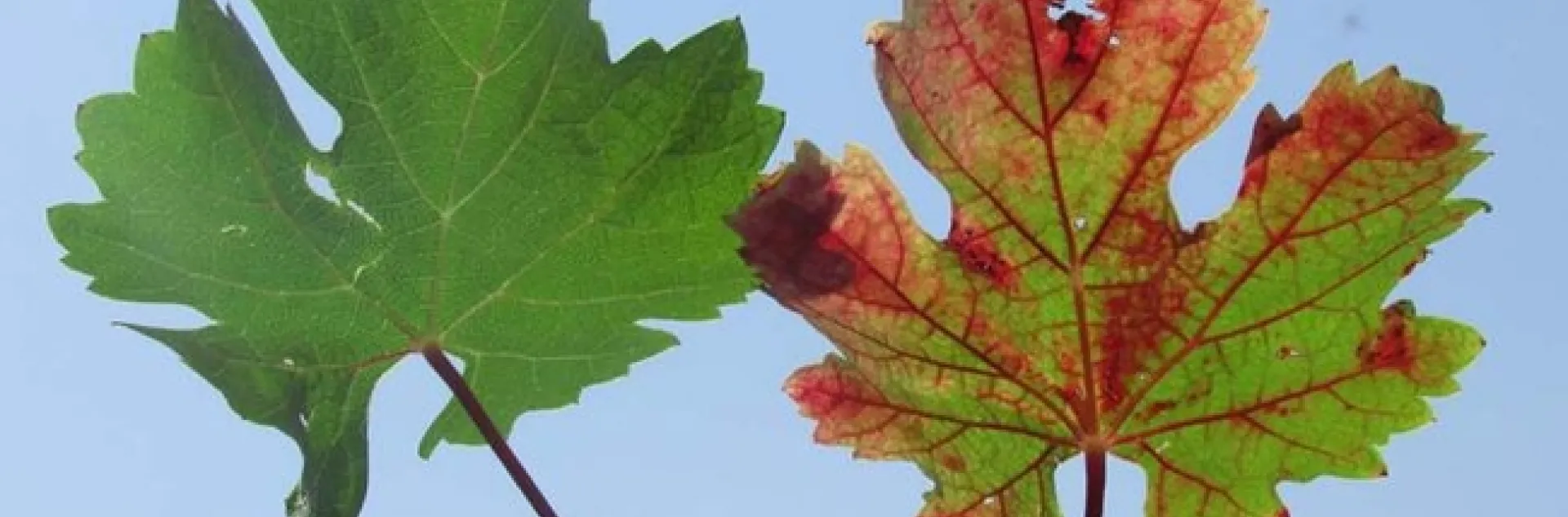 Grapevine red blotch disease, depicted on the right leaf, can have a significant impact on wine quality. (Raul Girardello/UC Davis)