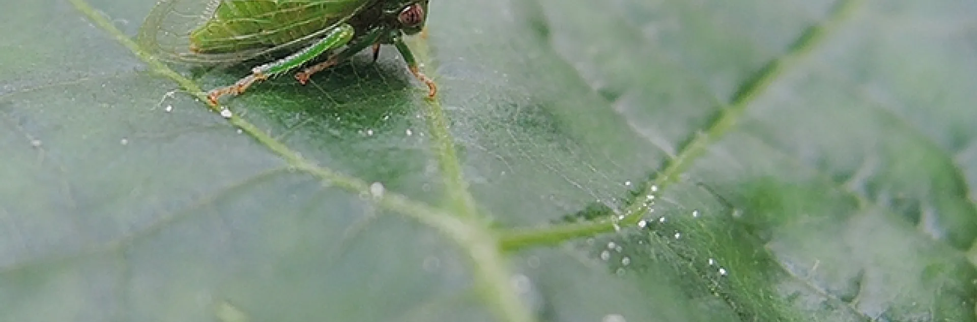 The three-cornered alfalfa leaf hopper, Spissistilus festinus, transmits the grapevine red blotch virus. (Photo by Kathy Keatley Garvey)