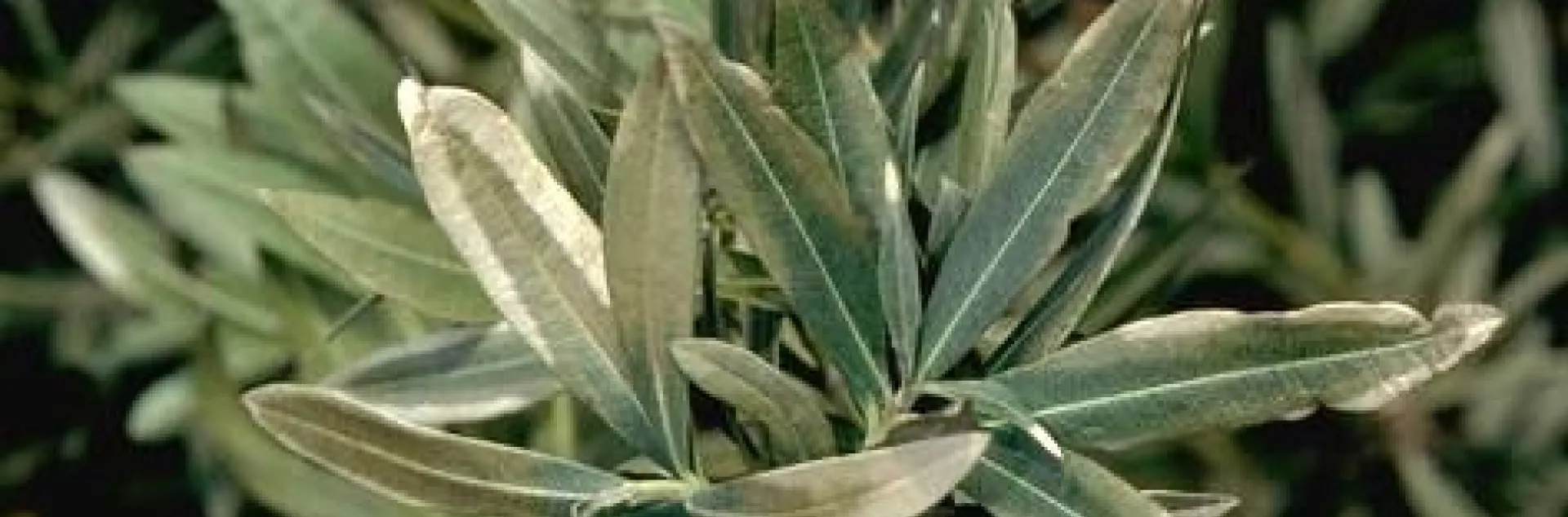 Oleander leaves with damage to leaves by freezing weather. (Credit: Jack Kelly Clark)