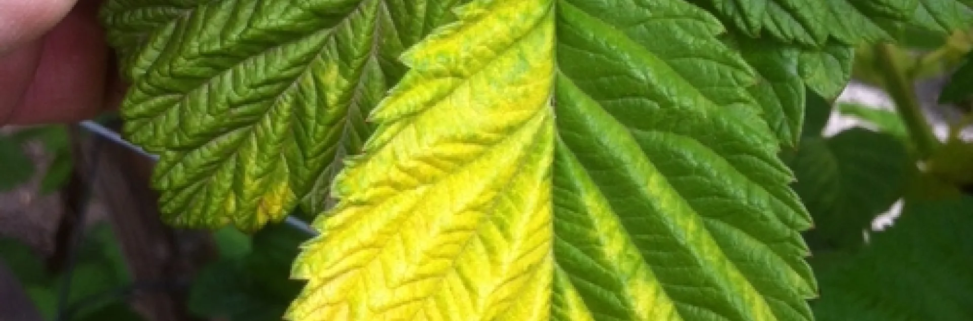 Yellowing of raspberry leaf on one side deriving from heat stress.