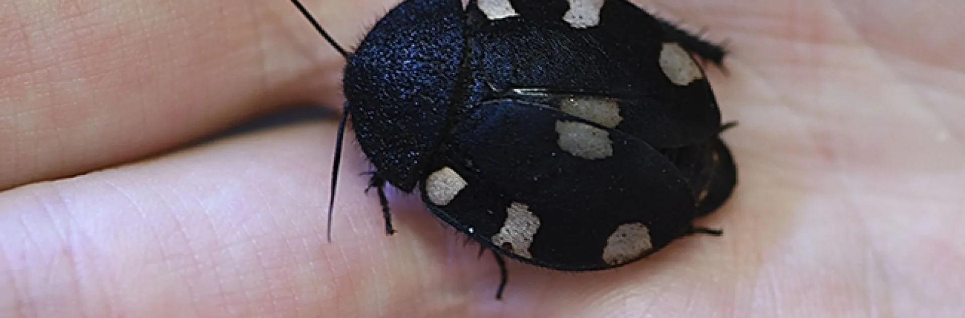 The Indian domino cockroach is part of the live "petting zoo" at the Bohart Museum of Entomology. (Photo by Kathy Keatley Garvey)