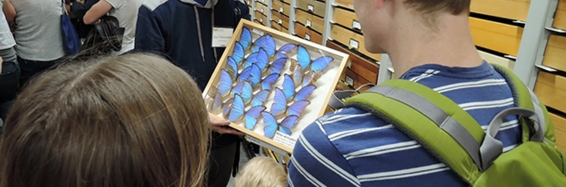 UC Davis entomology alumnus Joel Hernandez shows morpho butterflies to visitors at the Bohart Museum of Entomology during the 2019 UC Davis Biodiversity Museum Day. (Photo by Kathy Keatley Garvey)