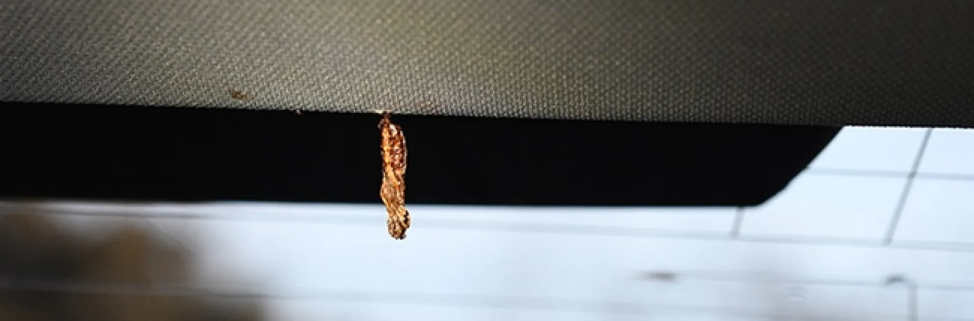 A Gulf Fritillary chrysalis inside the author's car, by the rear window. (Photo by Kathy Keatley Garvey)
