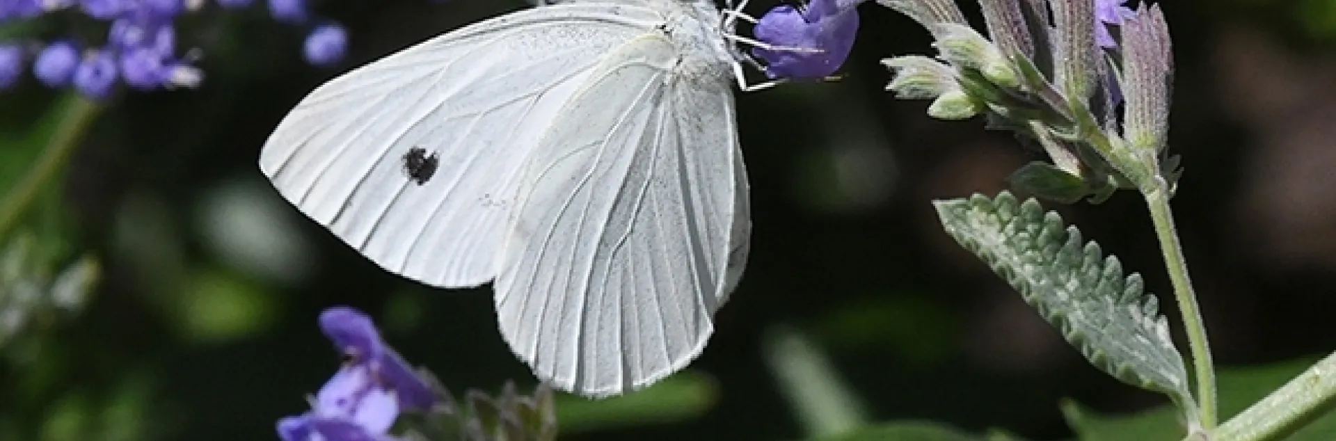 A cabbage white butterfly, Pieris rapae, in a summer flight in Vacaville, Calif. (Photo by Kathy Keatley Garvey)