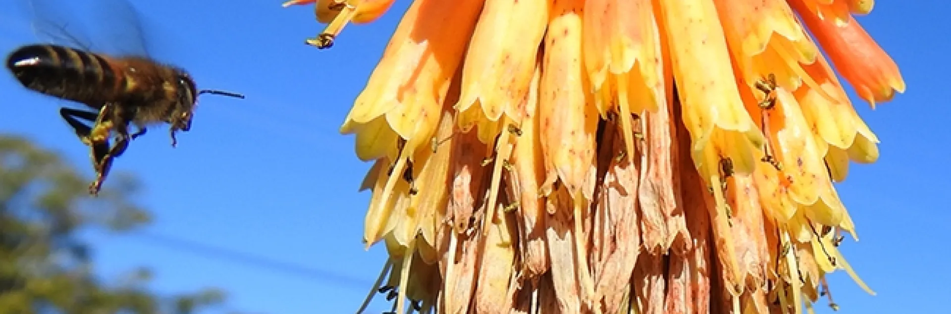 A honey bee heads for a winter flowering plant, Kniphofia, in Napa, on Saturday, Dec. 28. (Photo by Kathy Keatley Garvey)