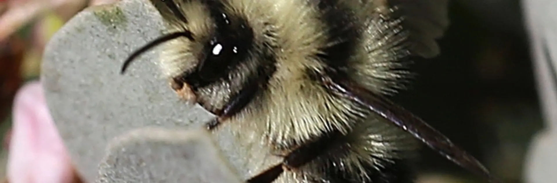 The 2017 winner: Allan Jones photographed this Bombus melanopygus on manzanita on Jan. 27 in the UC Davis Arboretum.