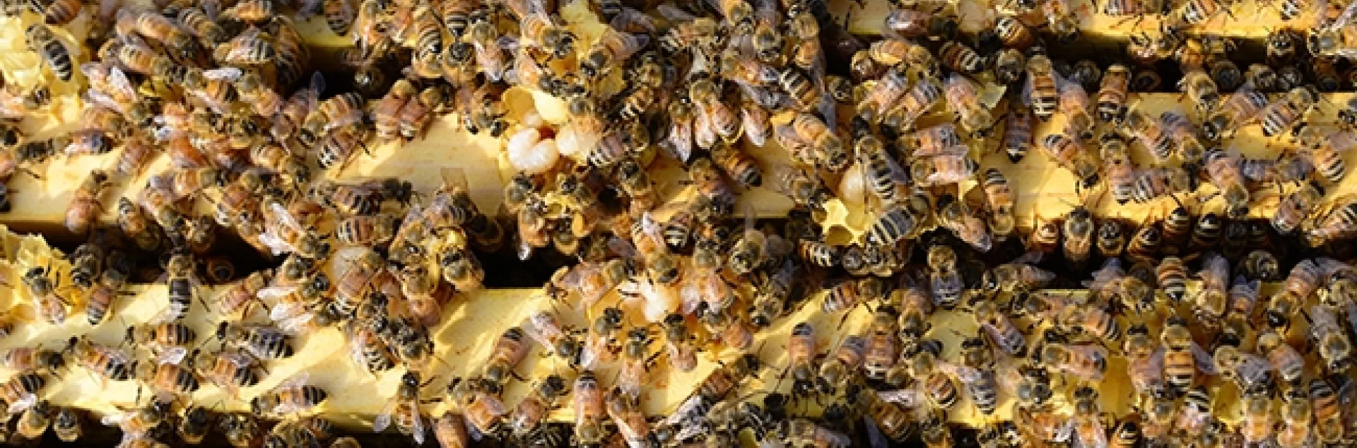 The focus of this new USDA-ARS honey bee research program is to develop technology that improves colony survivorship through long-term studies of multiple stress factors. (Photo by Kathy Keatley Garvey)