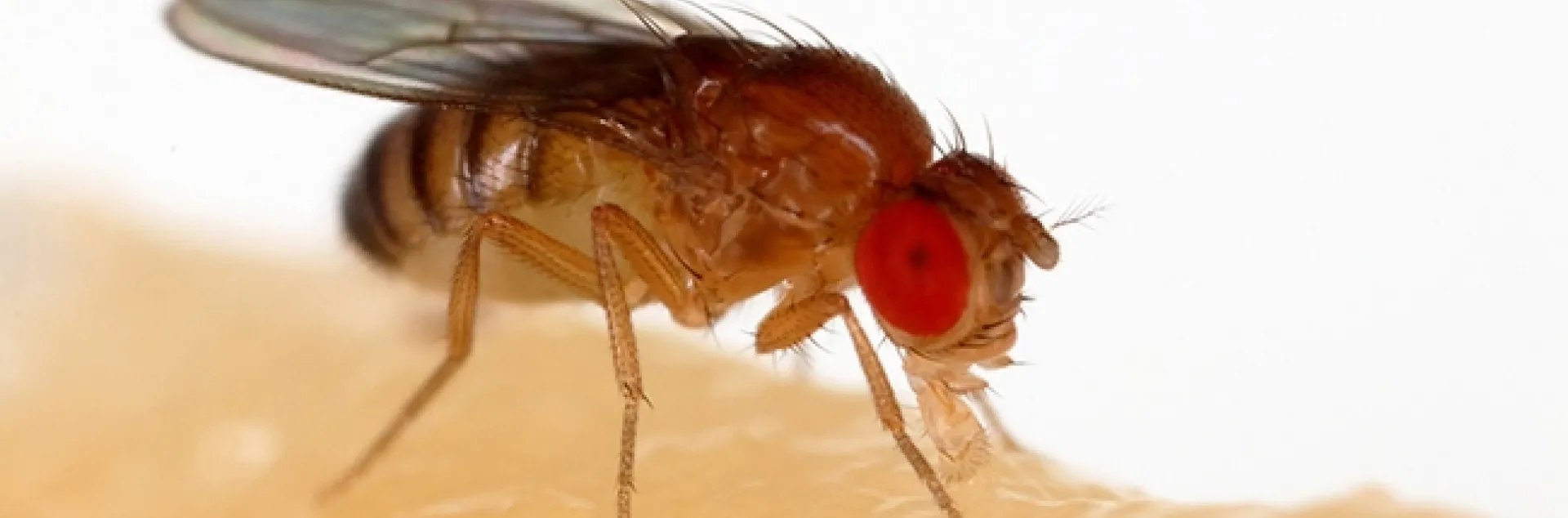 This is an image of a fruit fly, Drosophila melanogaster, an insect that researcher Karen Menuz, who will present a seminar Jan. 8 at UC Davis, studies. She and colleague Pratyajit Mohapatra recently published research on "Molecular Profiling of the Drosophila Antenna Reveals Conserved Genes Underlying Olfaction in Insects." (Photo by Sanjay Acharya, courtesy of Wikipedia)