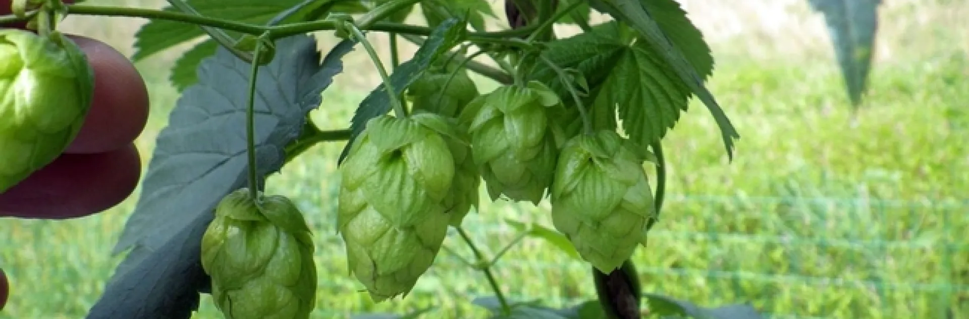 hops flowers