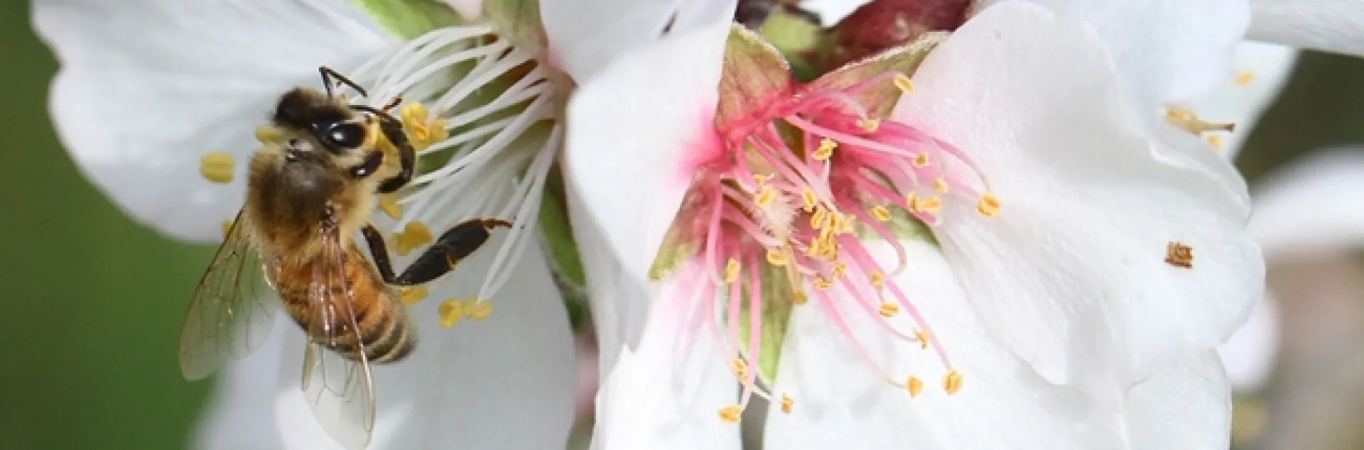 Beekeepers are gearing up for the California almond polination season, which usually starts around Feb. 14. Here, in this file photo, an industrious bee forages on an almond blossom. (Photo by Kathy Keatley Garvey)
