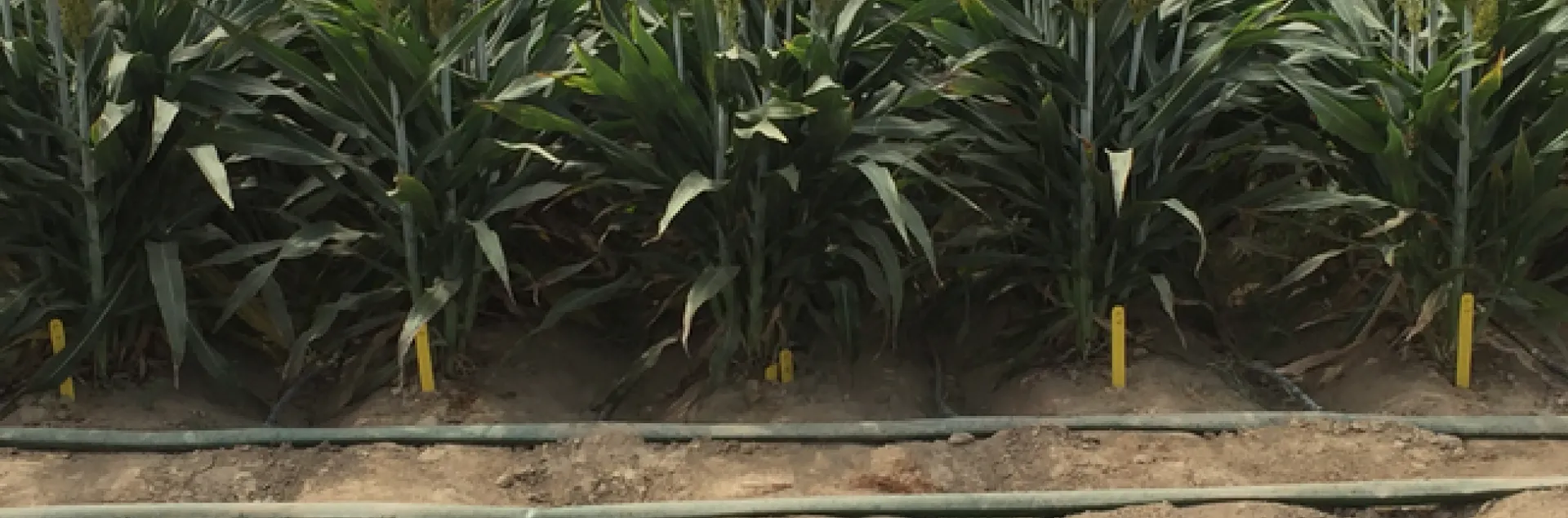 EPICON sorghum field. Understanding how sorghum survives harsh conditions could help researchers identify cereal crop cultivars that are more resilient to climate change. (Photo: Peggy Lemaux)
