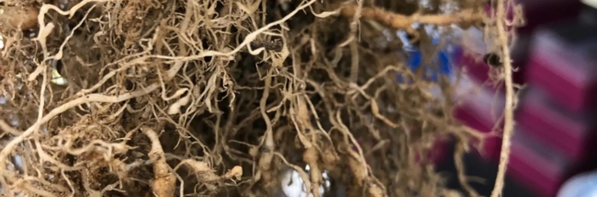 These tomato roots have been infected with southern root-knot nematodes (Meloidogyne incognita). The microscopic roundworms form galls or "knots" where they feed, ultimately stunting the plants and reducing yield.(Image by Murli Manohar, a senior research associate at BTI)