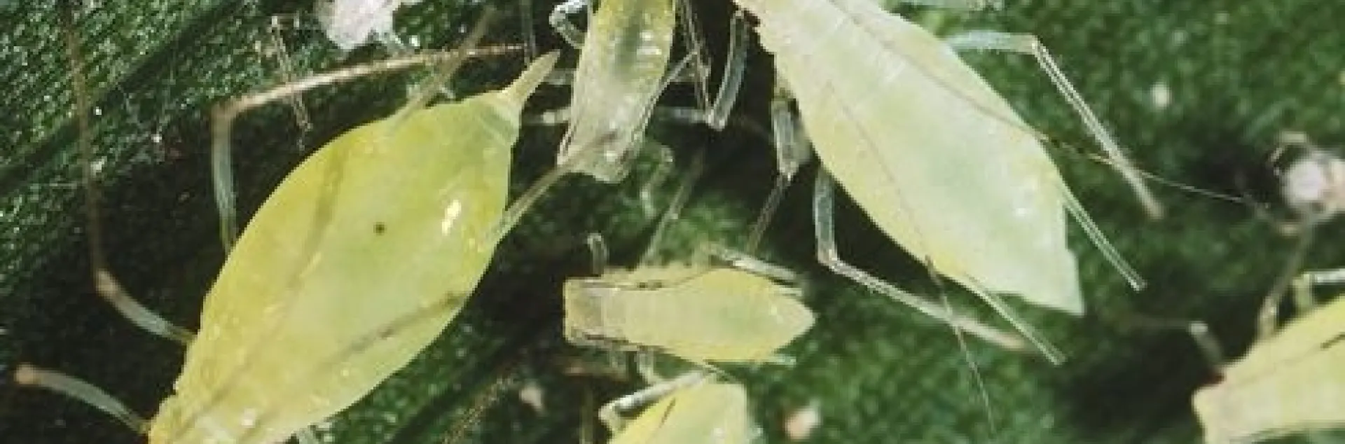 Aphid adults and nymphs. (Credit: Jack Kelly Clark)