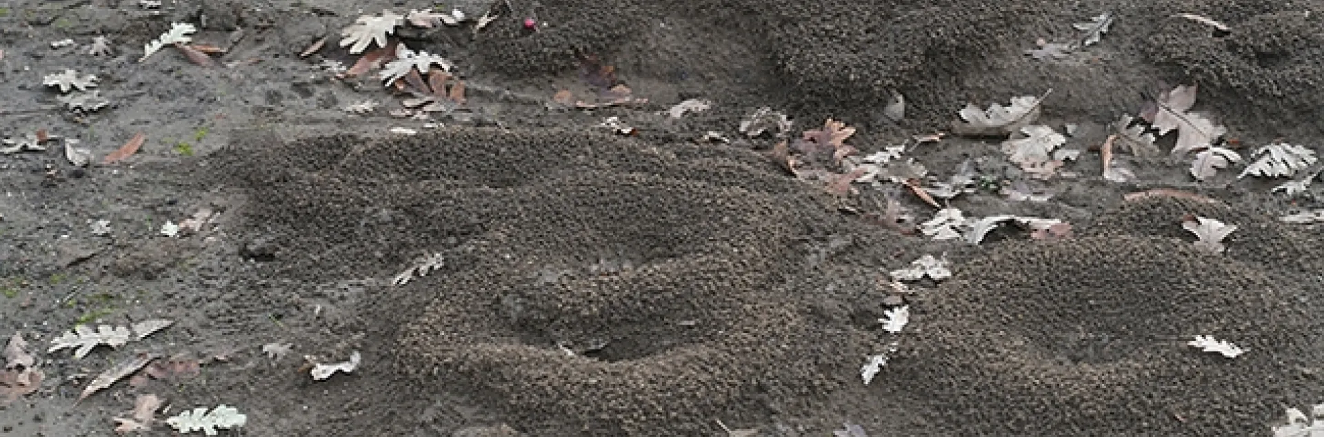 Colonies of Camponotus semitestaceus (carpenter ants) as identified by UC Davis entomologist and doctoral candidate Brendon Boudinot. These are in a Vacaville park. (Photo by Kathy Keatley Garvey)