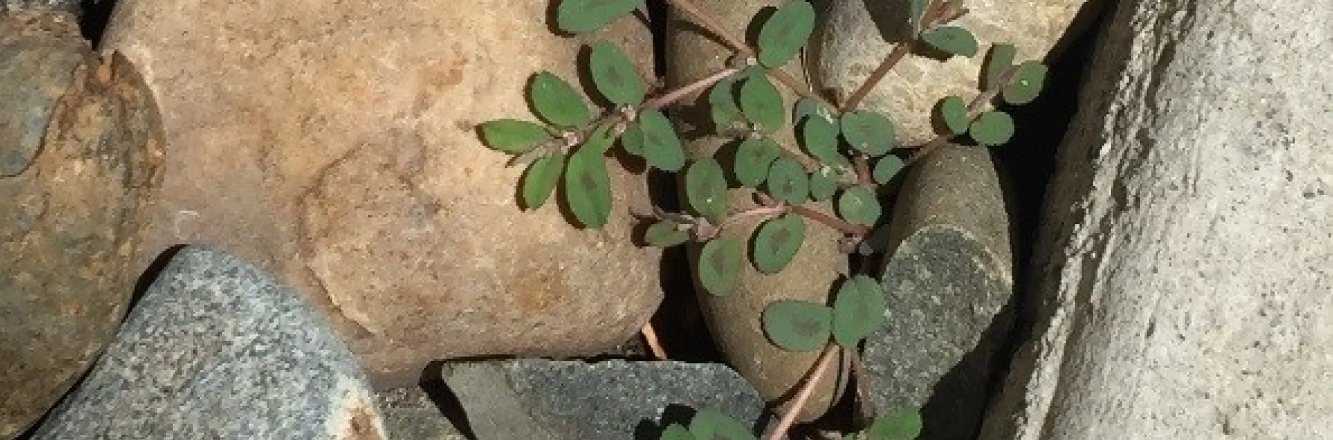 Small spurge plant. (photo by David Bellamy)